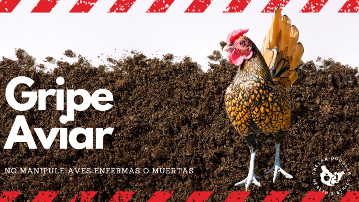 Avian Flu SPN
