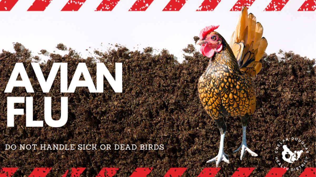 Avian Flu-1
