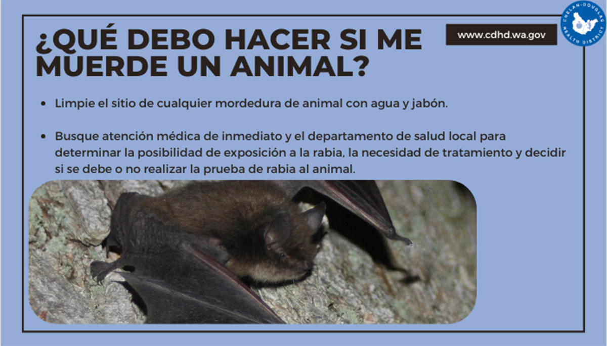 Bats SPN