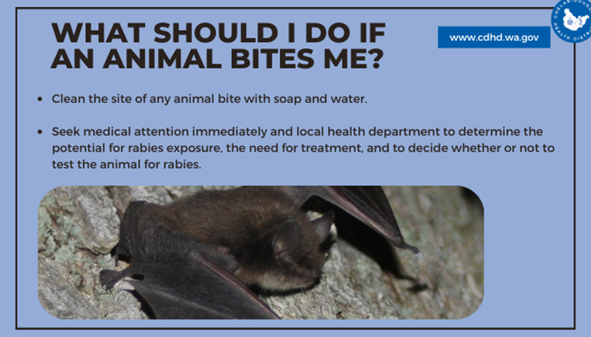 Bats